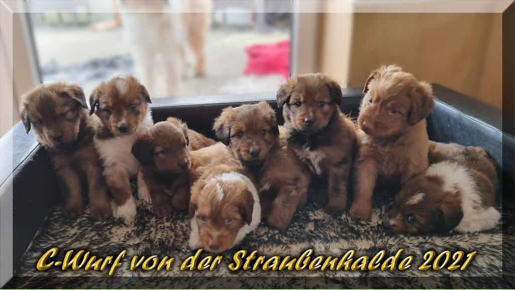 C-Wurf von der Straubenhalde