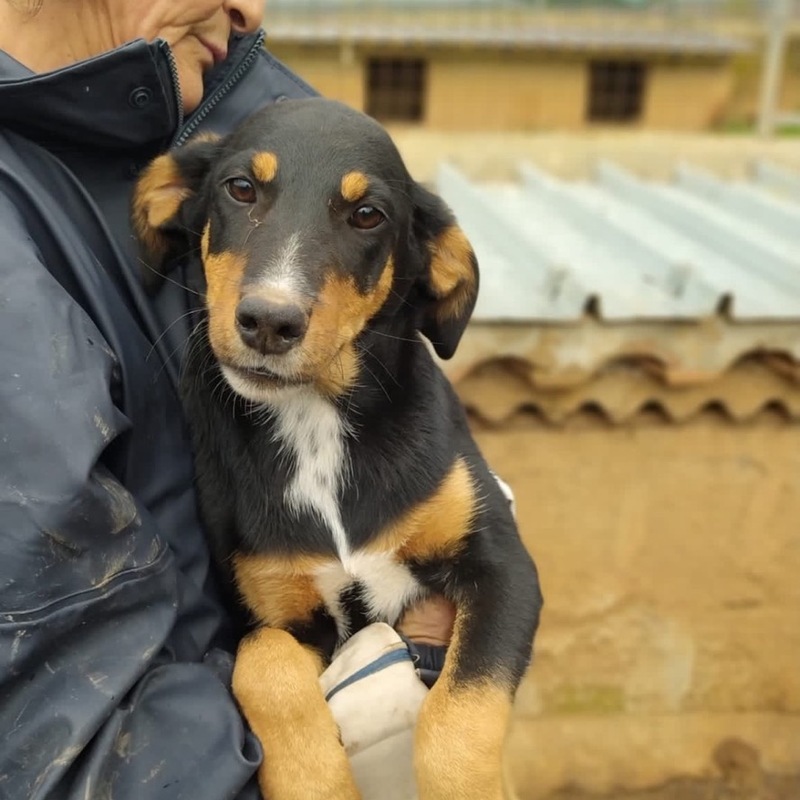 Marley als Welpe im spanischen Tierheim