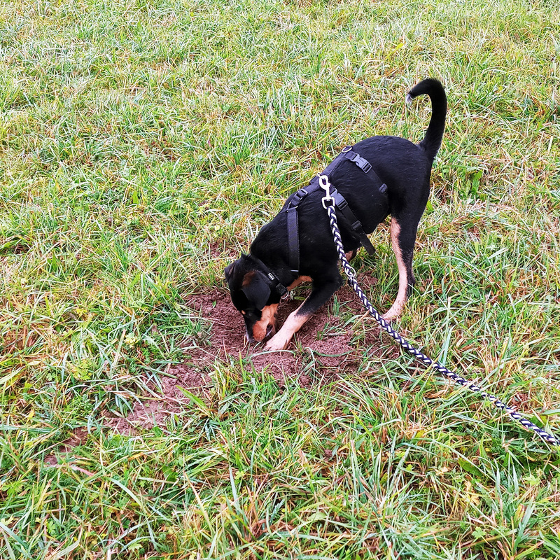 Im Garten toben, buddeln,...